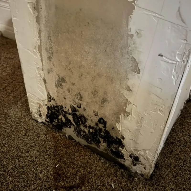 Professional Mold Removal in Wilkes-Barre, PA